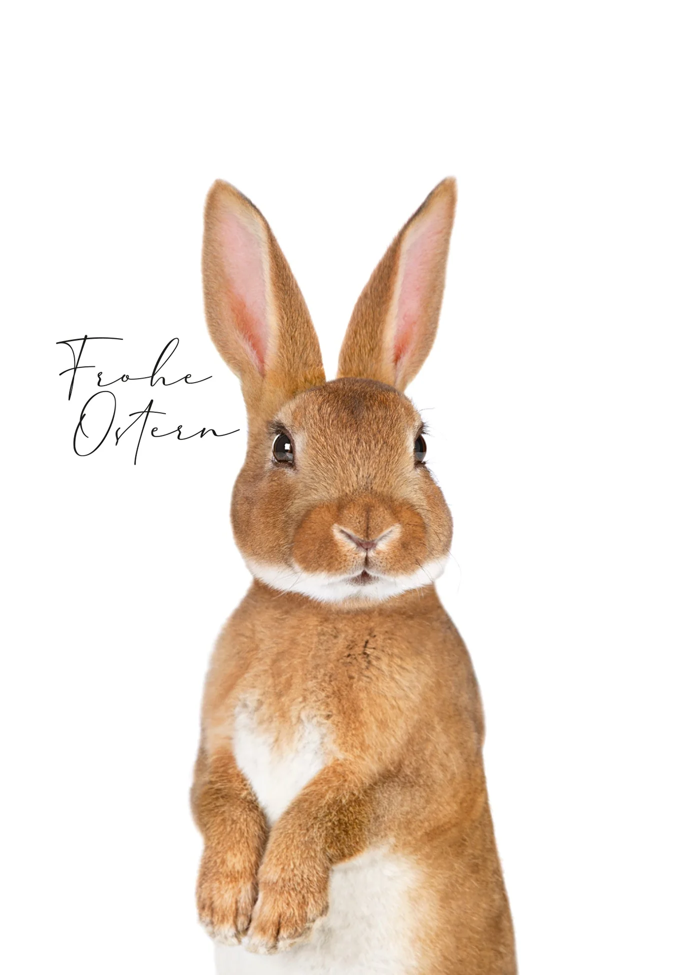 Frohe Ostern - Osterhase - Image 2